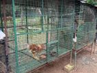 Bird Cage