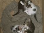 Cats for Kind Home