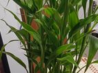 Bamboo Plant