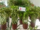 Lucky Bamboo Plants