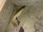 Silver Arowana Fish