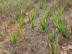 Land for Sale in Lunugamwehera
