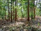 Lunumidella Wood Sale (Trees) ලුනුමිදෙල්ල ගස් විකිණීමට