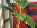 Luthiya Plant