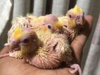 Cocktail Chicks