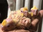 Albino Cocktail Chicks