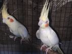 Lutino Breeding Pair