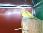 Lutino Cockatiel Breeding Pair