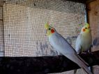 Lutino Cockatiel Breeding Pair