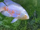 Lutino Oscar Fish