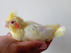Lutino Red Eye Cockatail Chick
