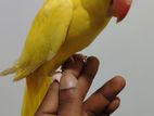Lutino Ring neck