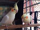 Lutino Cockatiel Birds
