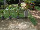 Luxury 2-Story Villa for Long-Term Lease – Ahangama