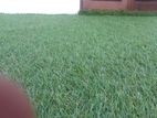 Luxury Artificial Grass Carpet