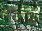 ලව්බර්ඩ්