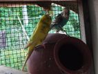 Love Birds