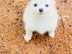 Lion Pomarenian Puppies