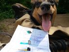 German Shepherd Dog