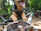 German Shepherd