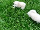 Lion Pomeranian Puppies