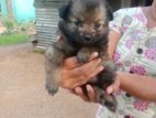 Lion Pomeranian Puppies