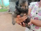 Lion Pomeranian Puppies