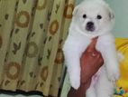 Lion Pomeranian Puppy