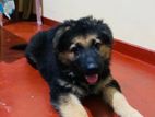 Lion Shepherd Puppy