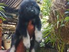 Lion Shepherd Puppy