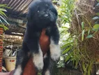 Lion Shepherd Puppy
