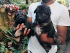Lion Shepherd Puppies