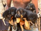 Lion Shepherd Puppies