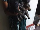 ලයන් ශෙපඩ් පැටවුන්