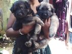 Lion Shepherd Puppies