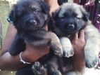 Lion Shepherd Puppies