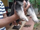 ලයන් ශෙපඩ් පැටවුන් (lion Shepad Puppy )