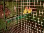 Love Birds