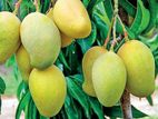 Mango Plants