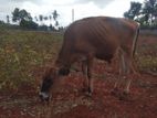 Farm Cow