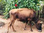 cow ගවයා