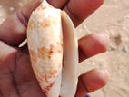 மாக காளி சங்குகள்