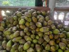 පොල් - Coconut