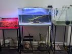 Fish Tank set