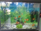 Fish Tank with Full Set