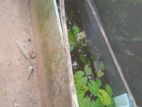 මාලු ටැංකි