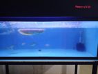 Fish Tank with Fishes