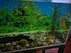 Fish Tank with