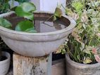 මානෙල් පැල