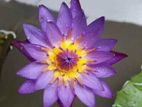 මානෙල් පැළ